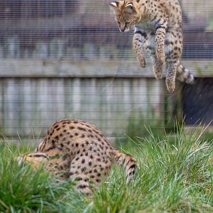 Serval : Hamerton : 01 Apr 2018