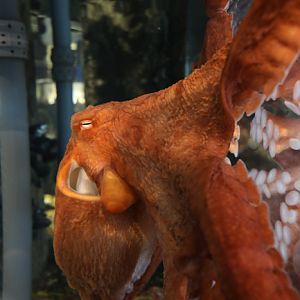 Pacific giant octopus