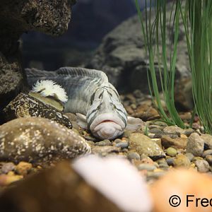 monkeyface prickleback