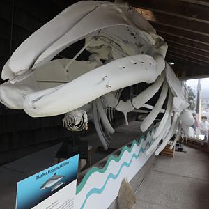 gray whale skeleton