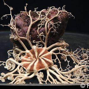 basket star