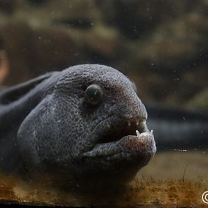 wolf eel