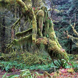 Hoh Rainforest (Olympic N.P.)