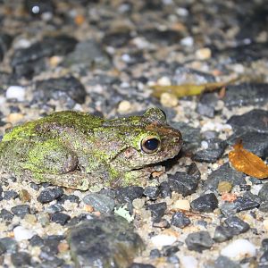 Green-eyed Treefrog (Litoria serrata)