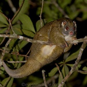 Green Ringtail Possum (Pseudochirops archeri)