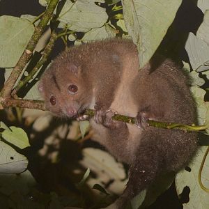 Daintree River Ringtail Possum (Pseudochirulus cinereus)