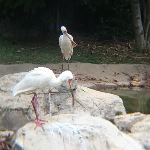 African spoonbills