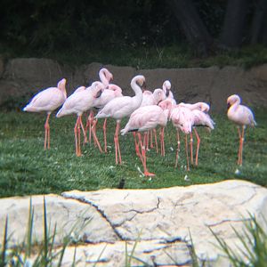 Lesser flamingoes