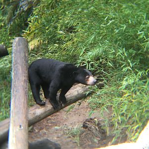 Maylaysian sun bear