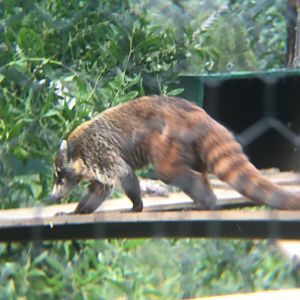 White nosed coati