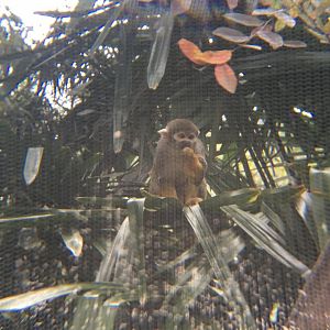 Squirrel Monkey