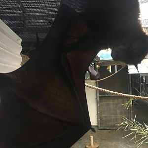 Island flying fox