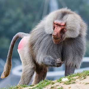 Rude Baboon