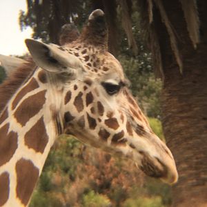 Reticulated giraffe