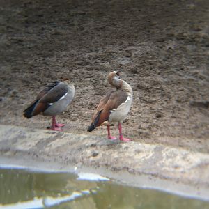 Egyptian geese