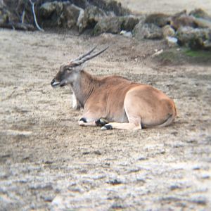 Common eland