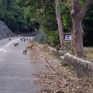 A ton of rhesus macaque