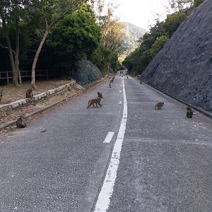 Road of macaque