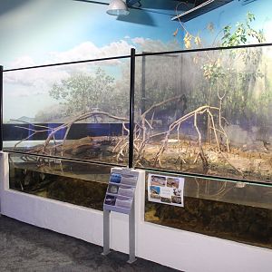 Mangrove exhibit