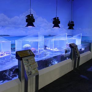 Reef tanks