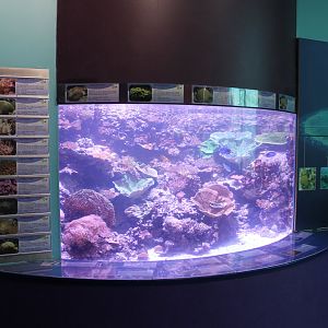 Reef tank