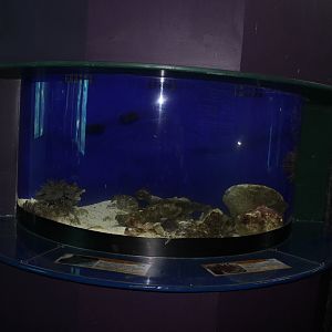 Crown-of-thornes Starfish tank