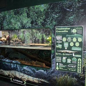 Freshwater Crocodile exhibit