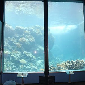 Viewing window into main tank