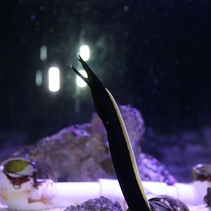 Ribbon Eel (Rhinomuraena quaesita)