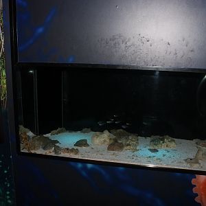 Epaulette Shark tank