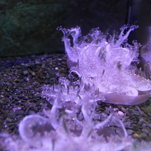 Upside-down Jellyfish (Cassipoea sp.)