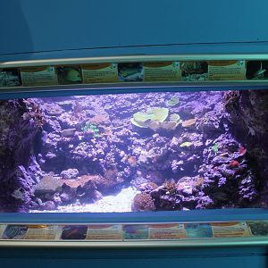 Reef tank