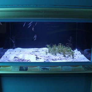 Flatfish tank