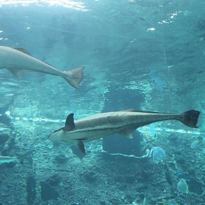 Slender Suckerfish (Echeneis naucrates)