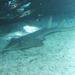 Giant Shovelnose Ray (Rhinobatos typus)