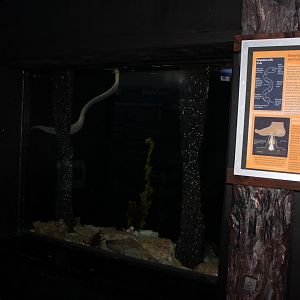 Olive Sea-snake tank