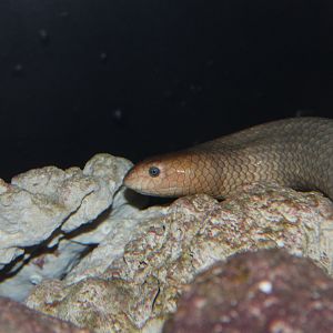 Olive Sea Snake (Aipysurus laevis)