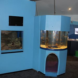 Sea-snake and Clown-fish tanks