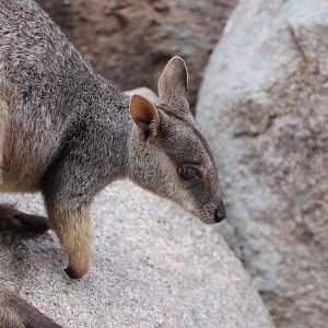 Allied Rock-wallaby (Petrogale assimilis)