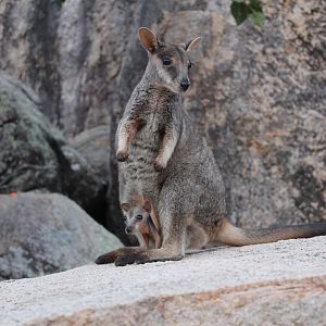 Allied Rock-wallaby (Petrogale assimilis)