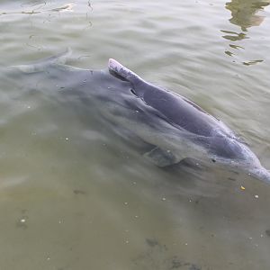 Australian Humpback Dolphin (Sousa sahulensis)
