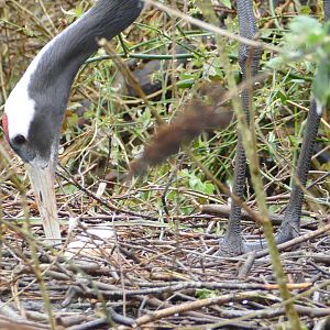 Red-crowned cranes, April 2018