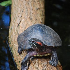 Red-Eared  Slider