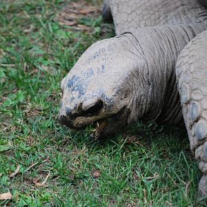 Aldabra Tortoise