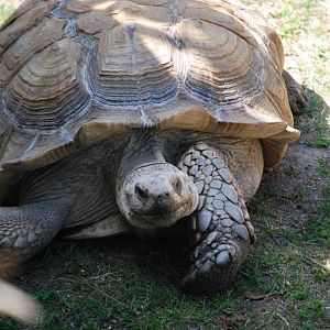 African Spurred Tortoise
