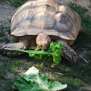 African Spurred Tortoise