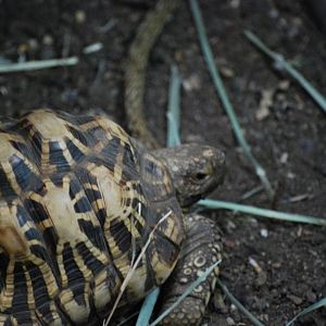 Indian Star Tortoise