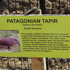 Brazilian Tapir Signage