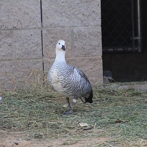 Lesser Magellan Goose