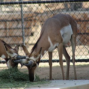Peninsular Pronghorn
